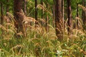 Lopsided Indian Grass /
Sorghastrum secundum